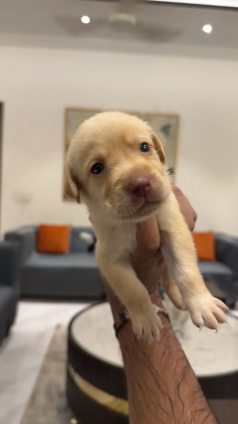 Beautiful Labrador Puppy for Sale – Healthy, Playful & Well-Cared For — photo 3