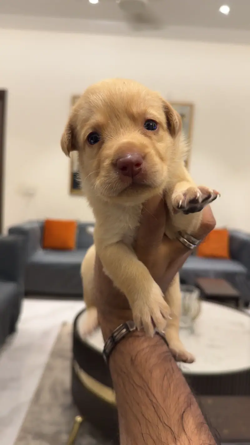 Beautiful Labrador Puppy for Sale – Healthy, Playful & Well-Cared For — photo 4