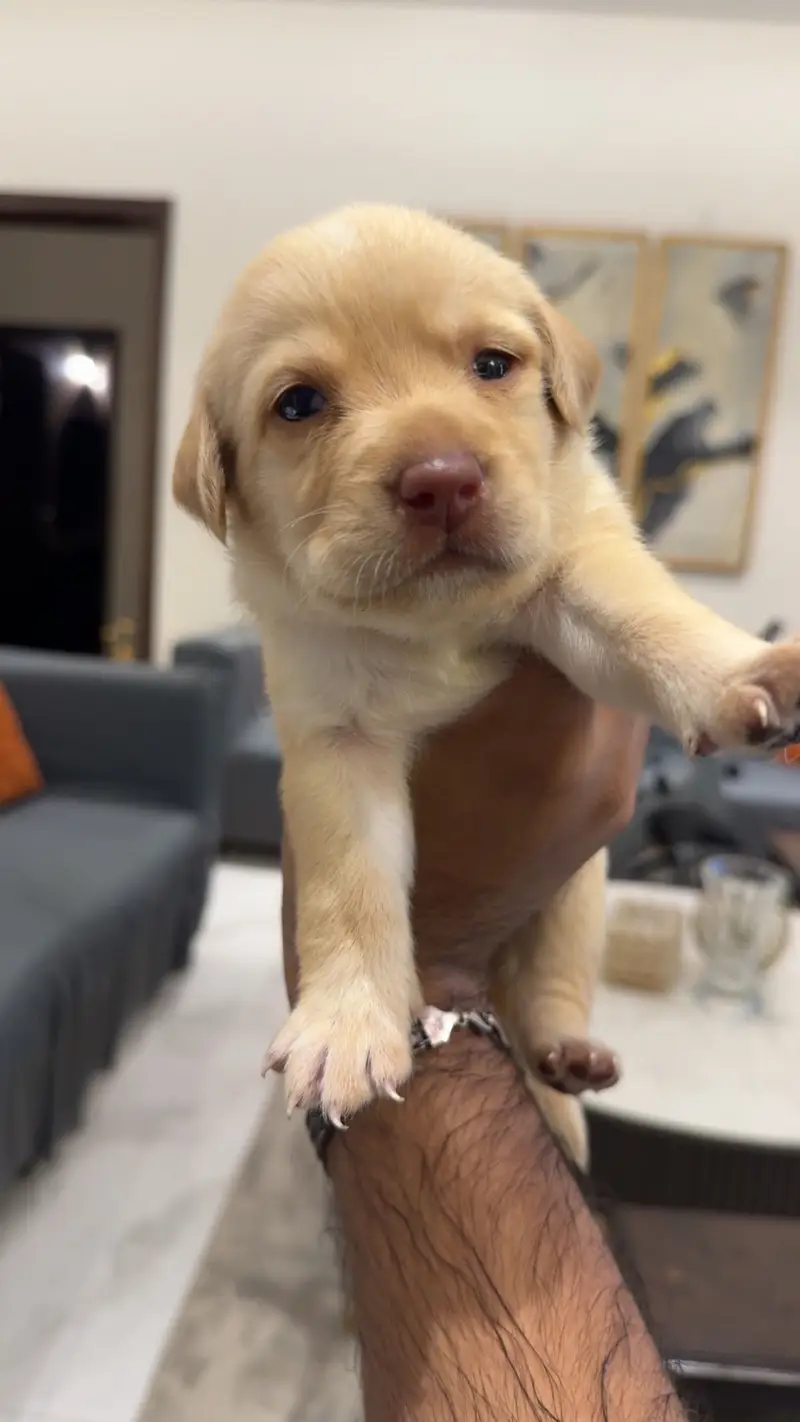 Beautiful Labrador Puppy for Sale – Healthy, Playful & Well-Cared For — photo 5