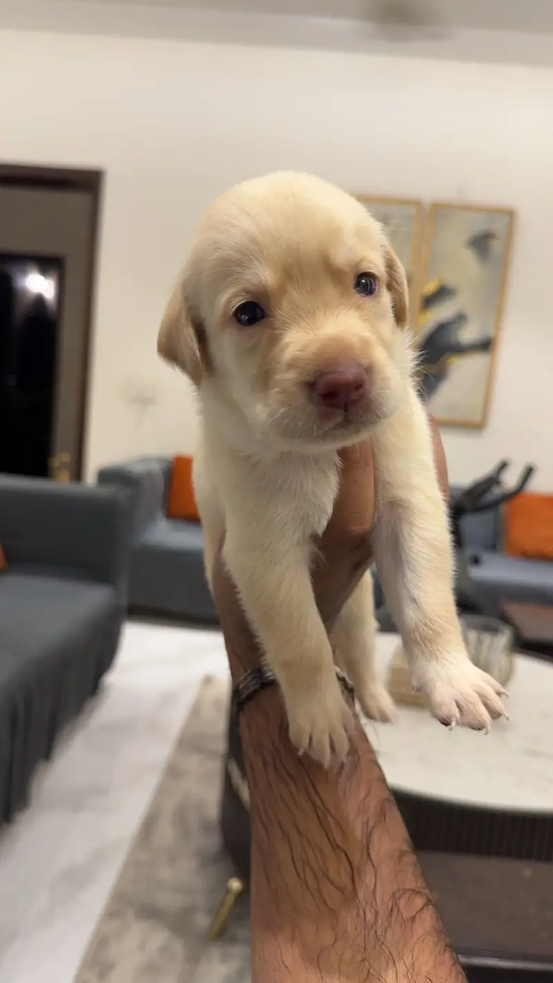 Beautiful Labrador Puppy for Sale – Healthy, Playful & Well-Cared For — photo 6