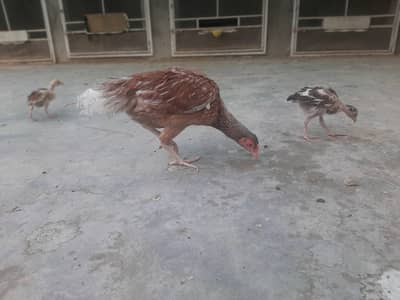Miawali Aseel murghia aur murghe for sale