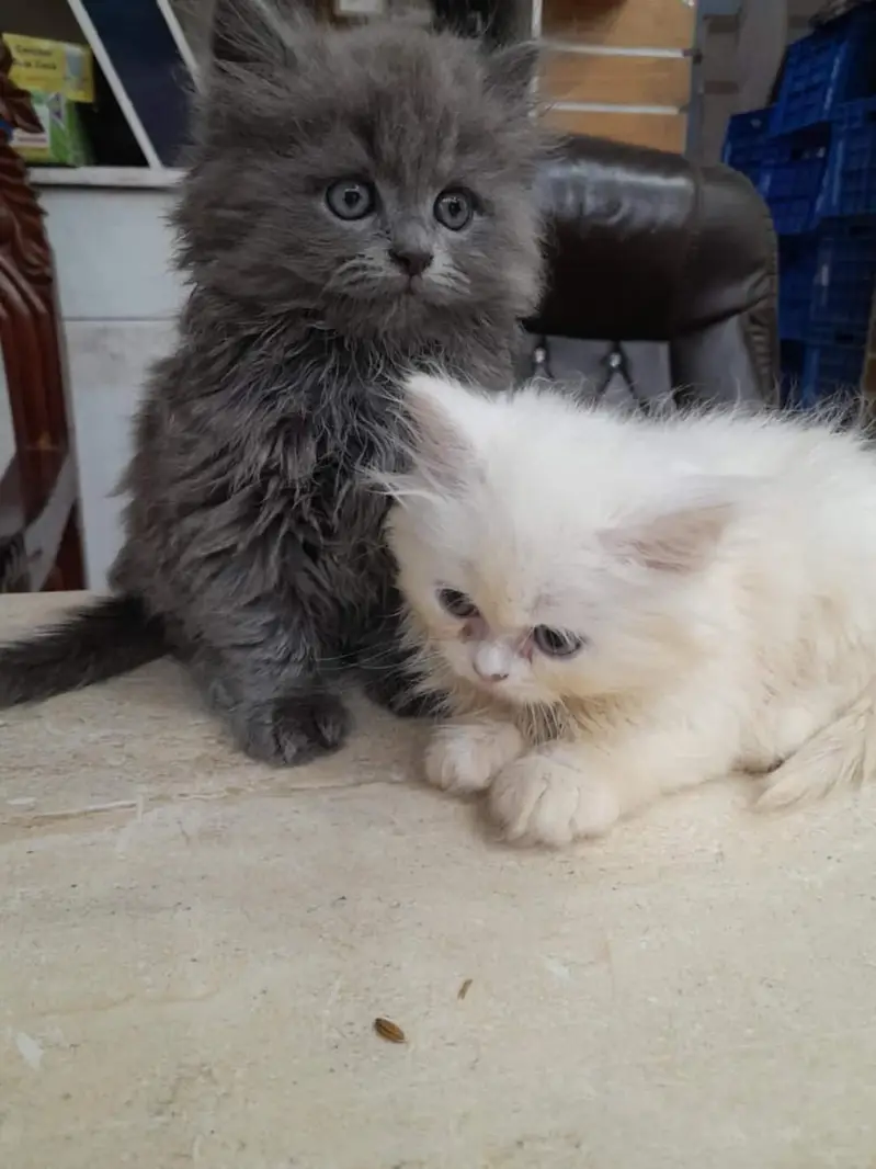 Persian kitten for urgent sale triple code WhatsAp o/3/4/o/1/4/3/o/o37 — photo 2