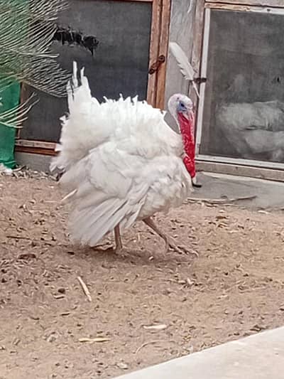 Turkey trio and. chicks available and aseel mirsri hens available