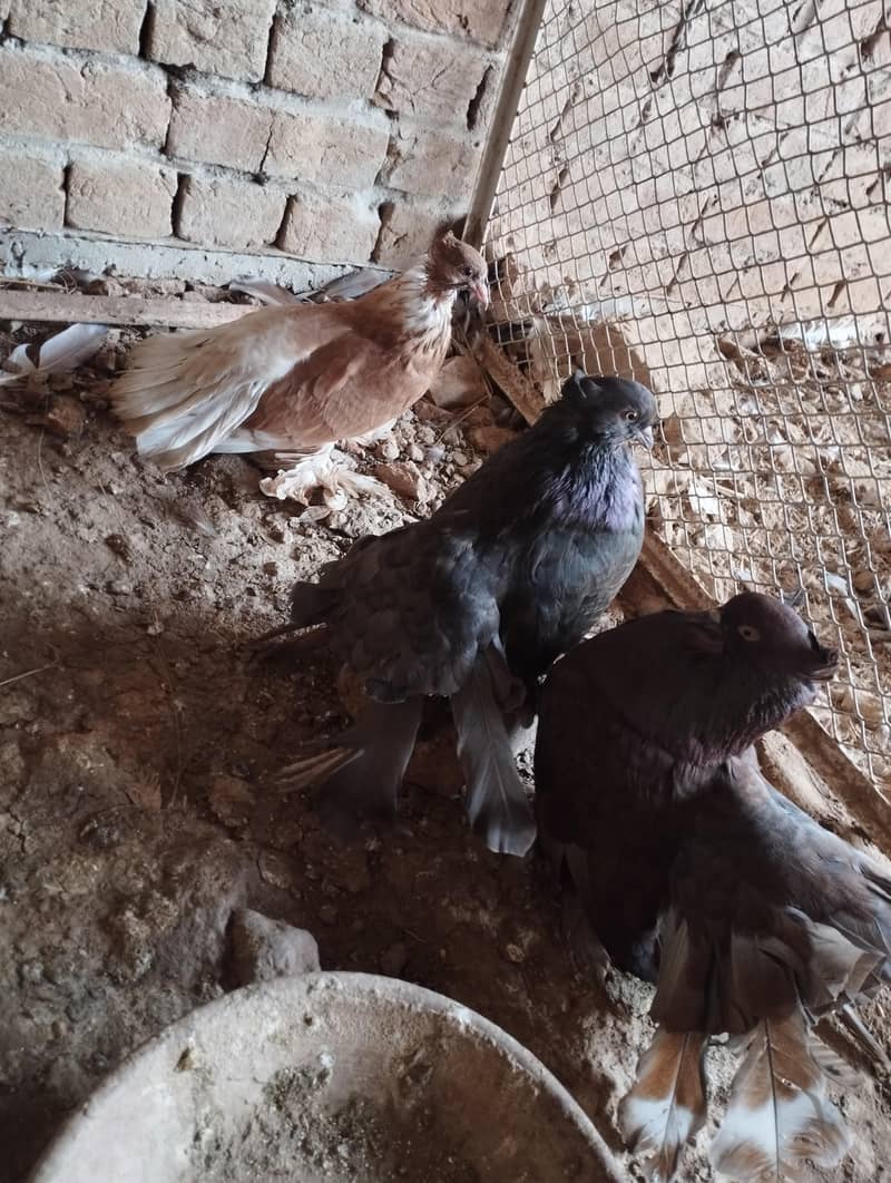 Fantail Available 2