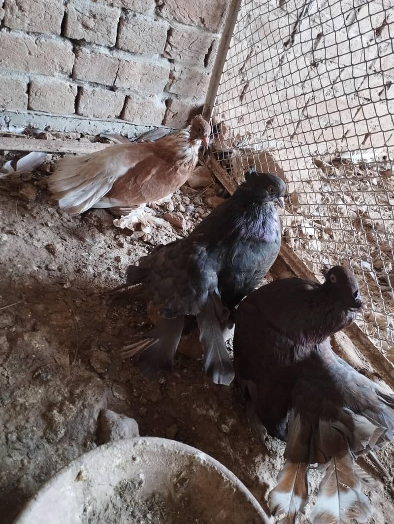 Fantail Available 3