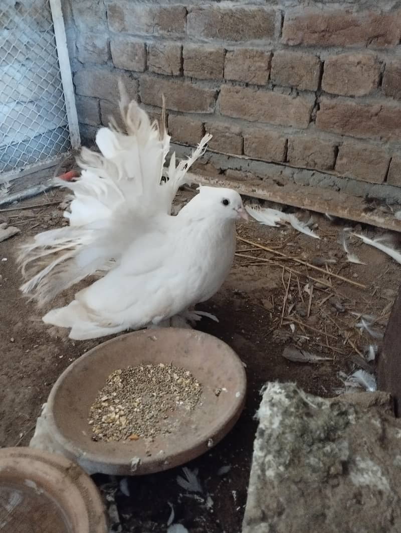 Fantail Available 4