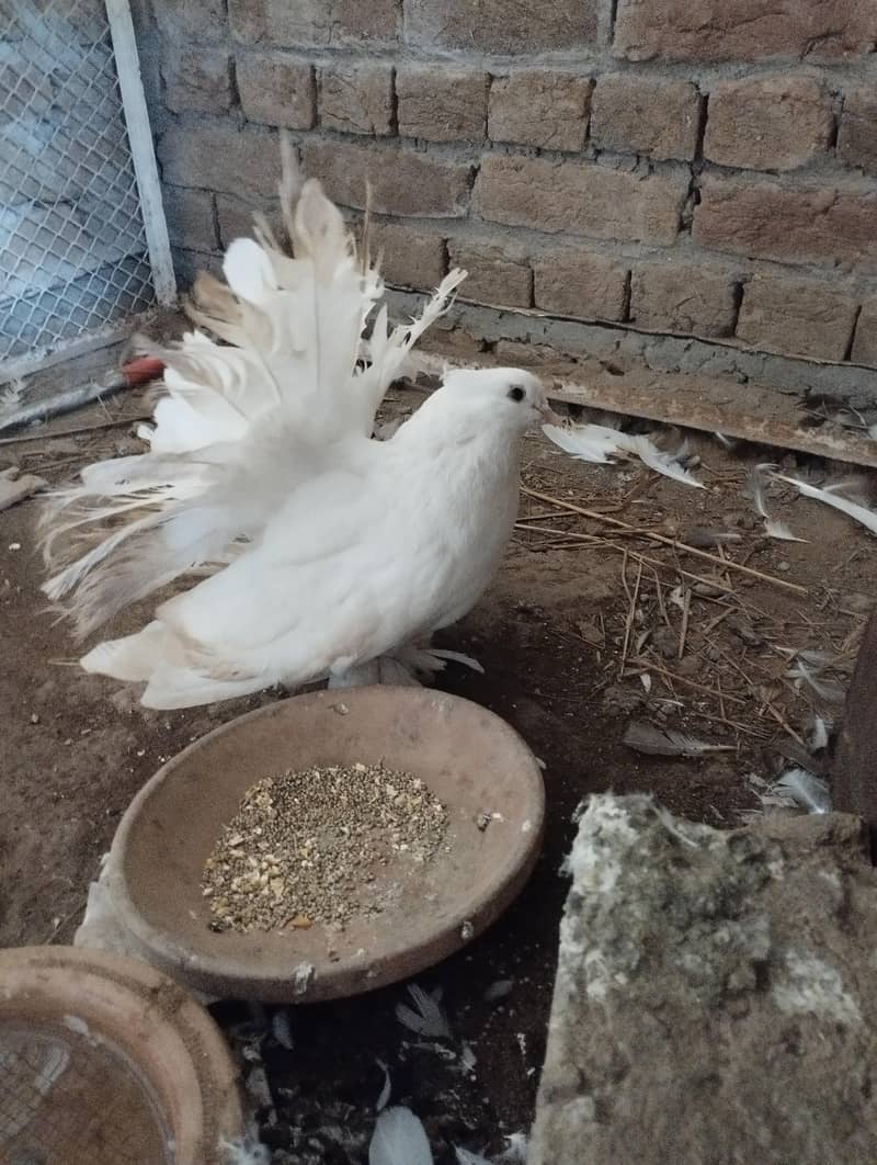 Fantail Available 5
