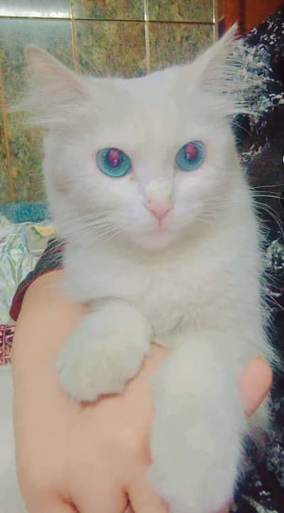 Persian cat for sale