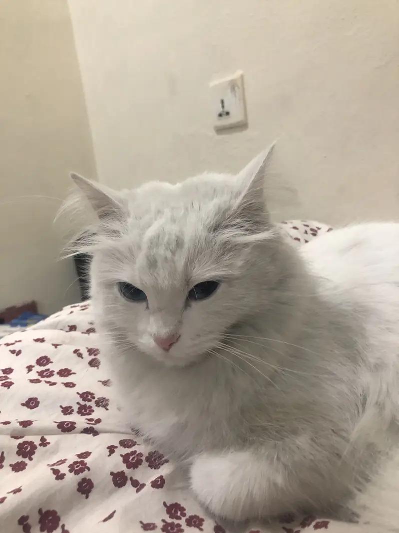 Persian cat for sale — photo 2