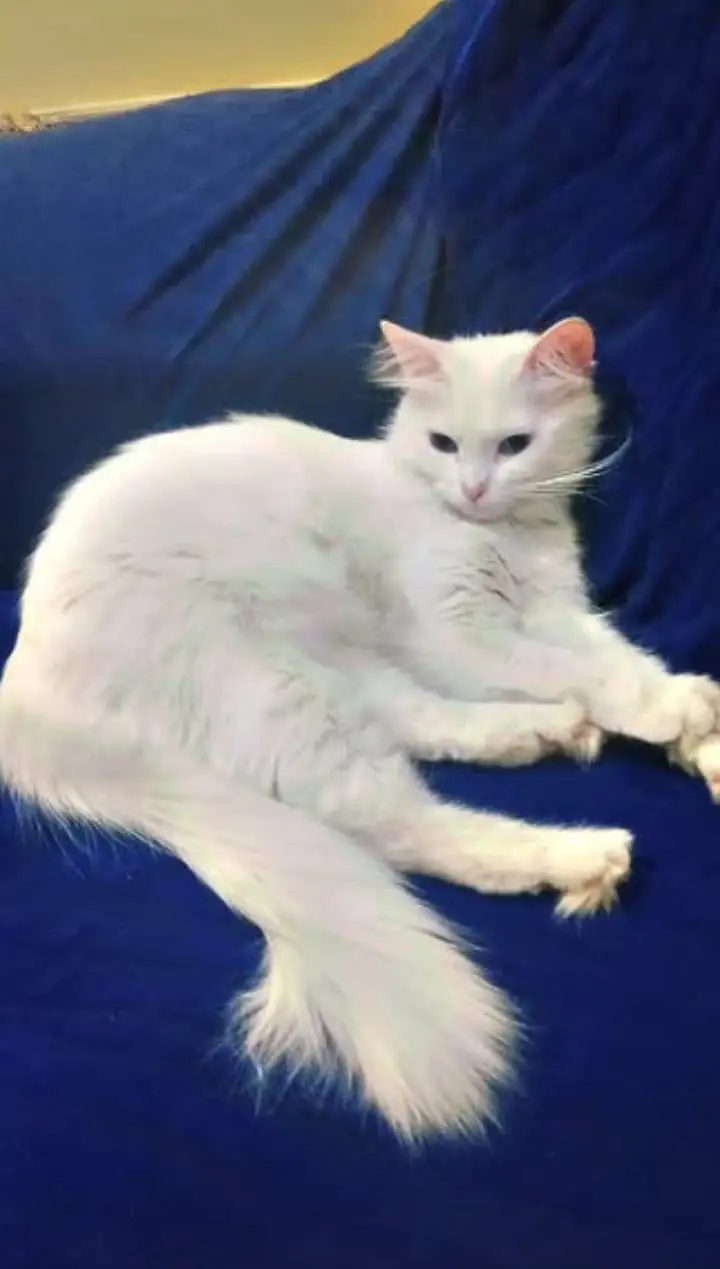 Persian cat for sale — photo 3