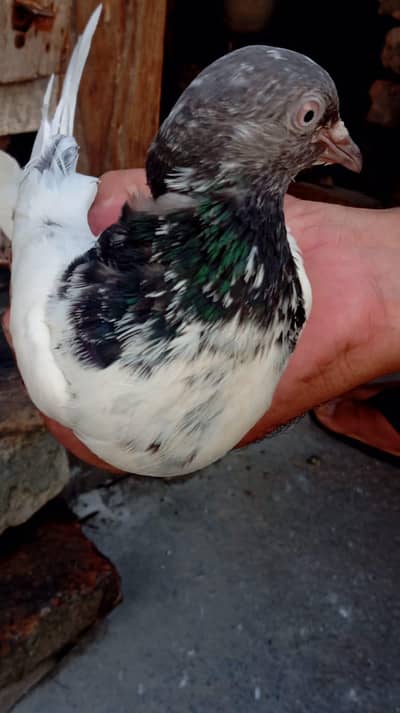 pigeon