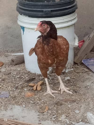 Aseel hens
