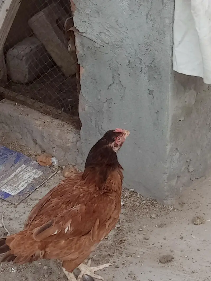 Aseel hens — photo 2