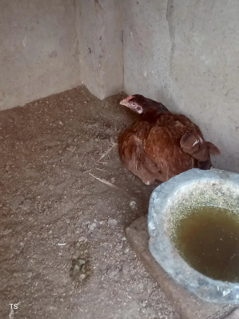 Aseel hens — photo 3