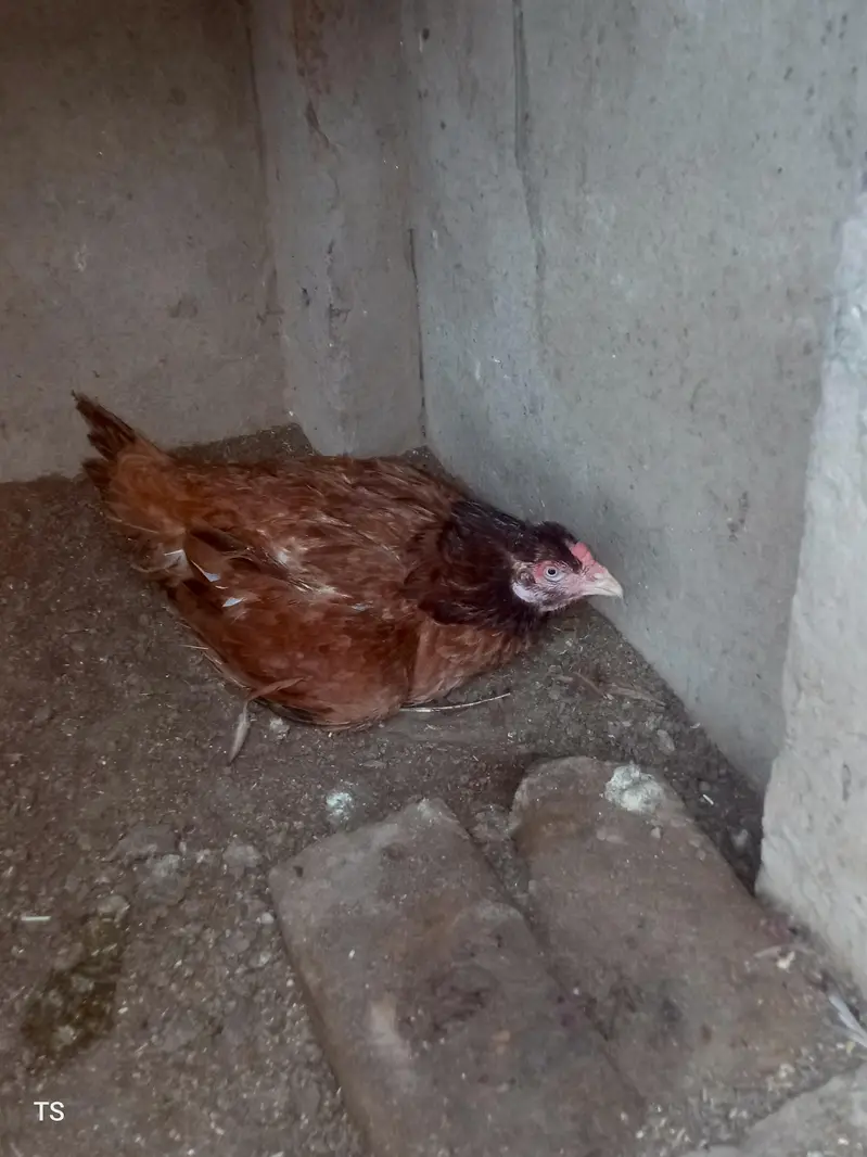 Aseel hens — photo 4