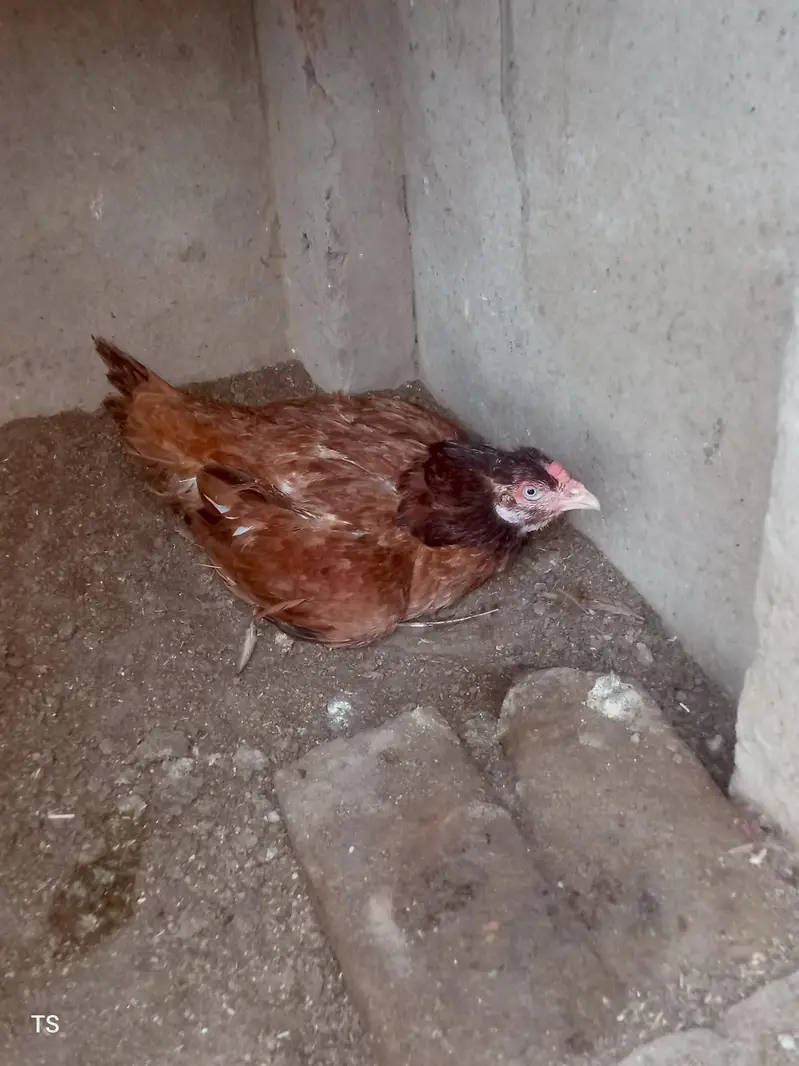 Aseel hens — photo 5