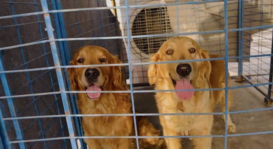 Pure Golden Retriever Pair for Sale / Healthy & Beautiful!