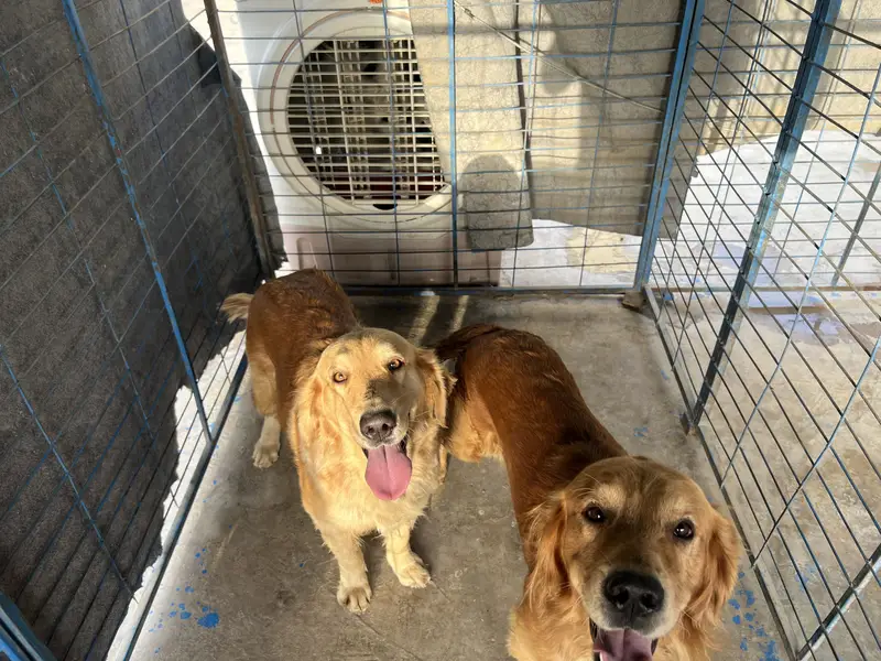 Pure Golden Retriever Pair for Sale / Healthy & Beautiful! — photo 2