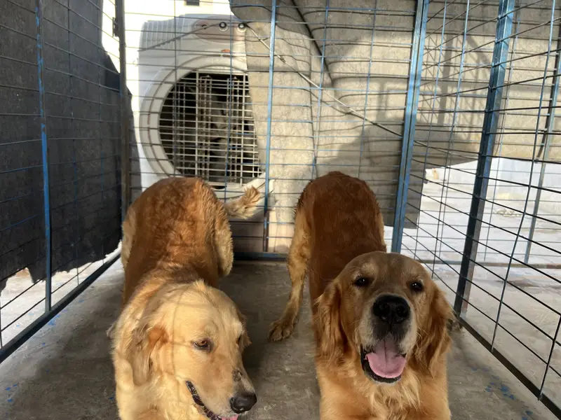 Pure Golden Retriever Pair for Sale / Healthy & Beautiful! — photo 4