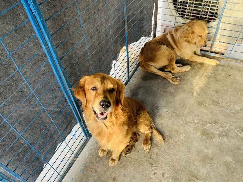 Pure Golden Retriever Pair for Sale / Healthy & Beautiful! — photo 5