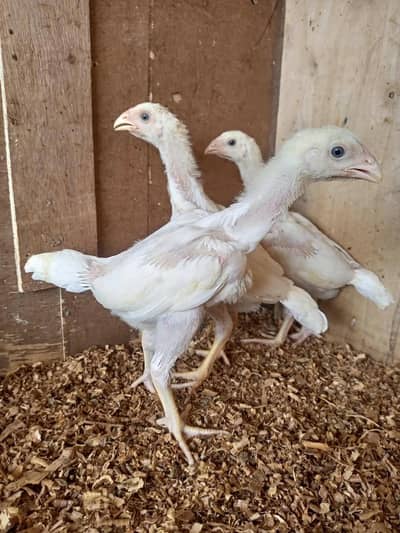 white o shamo chicks for sale 03457671887