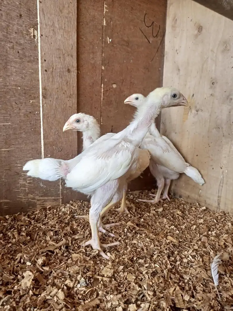 white o shamo chicks for sale 03457671887 — photo 2