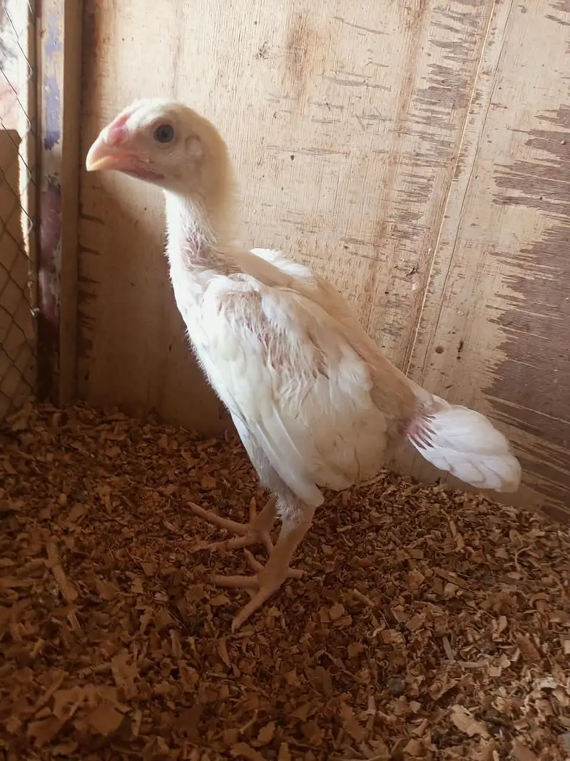 white o shamo chicks for sale 03457671887 — photo 3