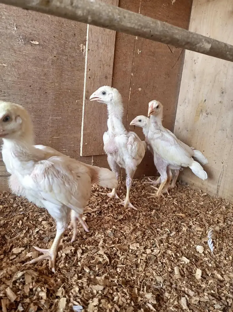 white o shamo chicks for sale 03457671887 — photo 4