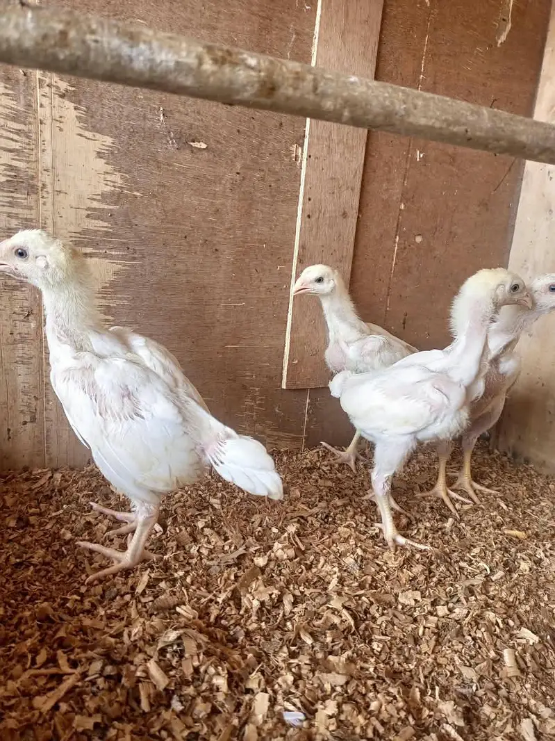 white o shamo chicks for sale 03457671887 — photo 5
