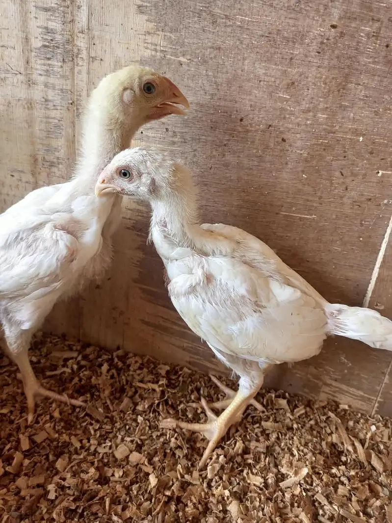 white o shamo chicks for sale 03457671887 — photo 6