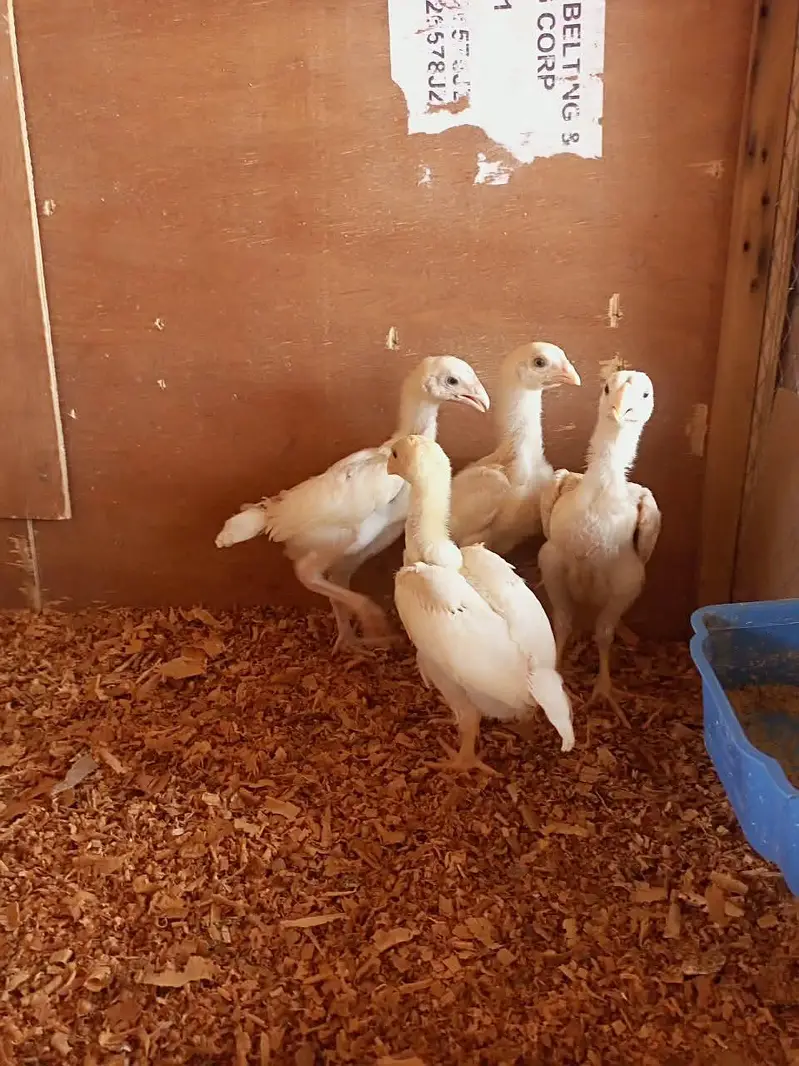 white o shamo chicks for sale 03457671887 — photo 8