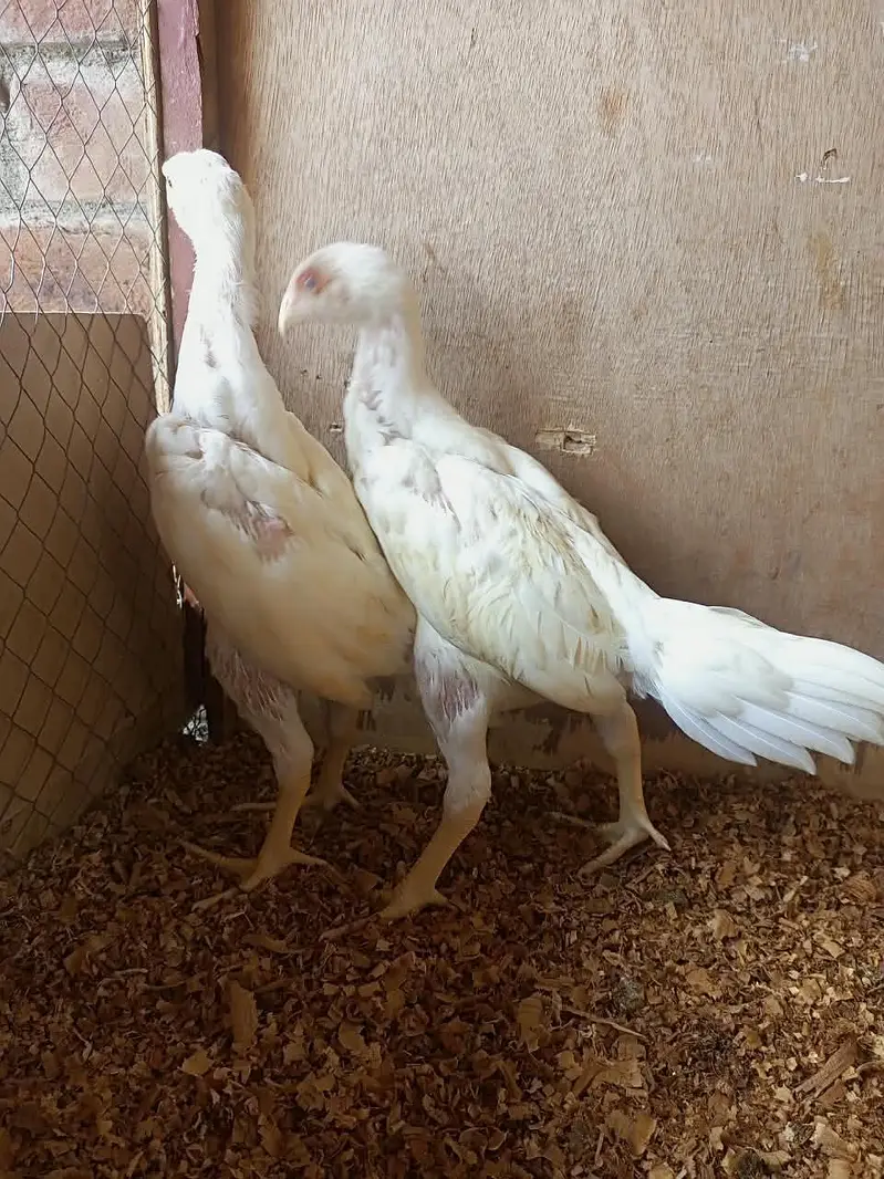 white o shamo chicks for sale 03457671887 — photo 10