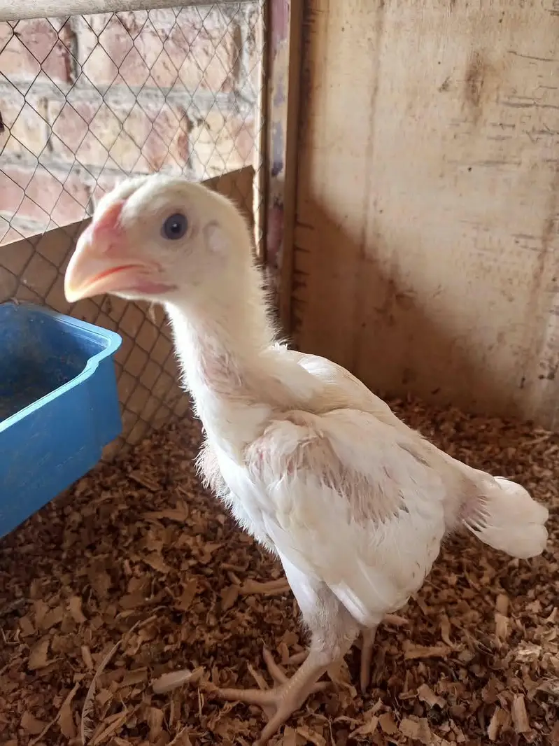 white o shamo chicks for sale 03457671887 — photo 11