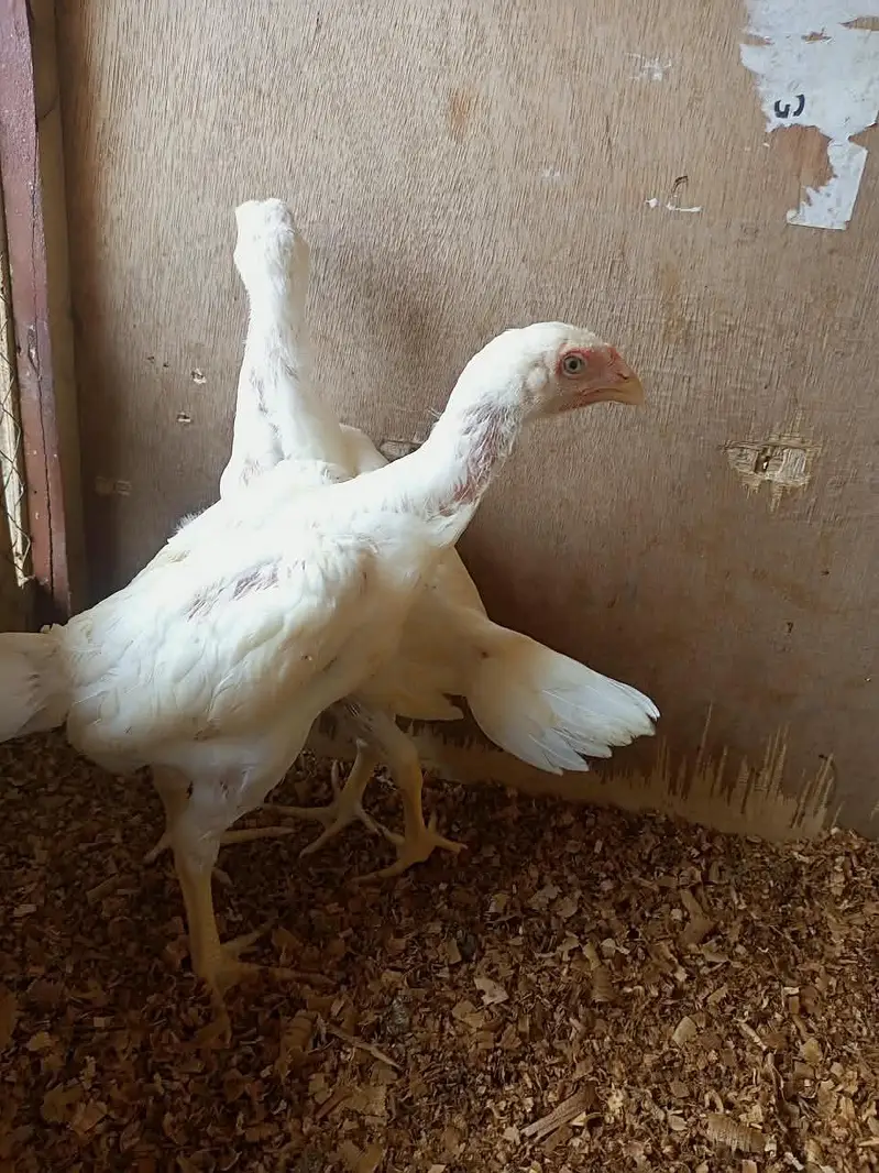 white o shamo chicks for sale 03457671887 — photo 12