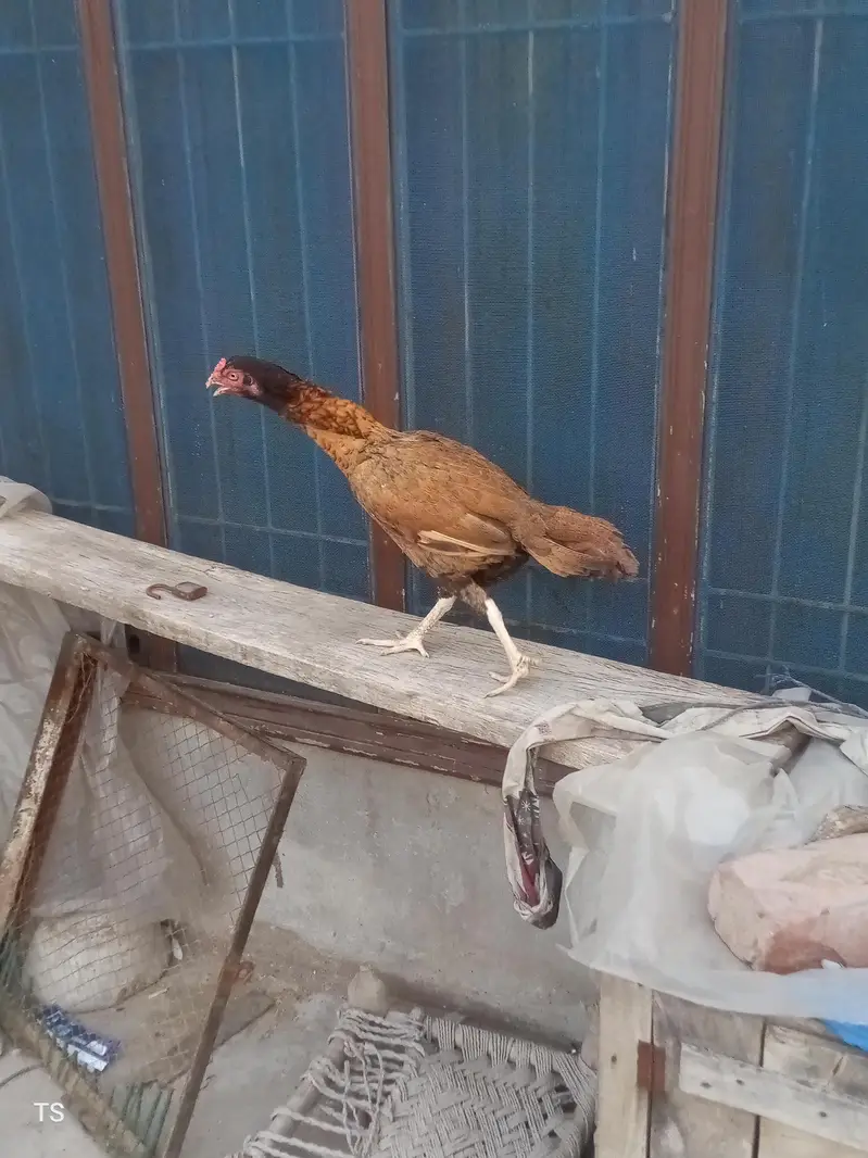 Aseel hens — photo 6