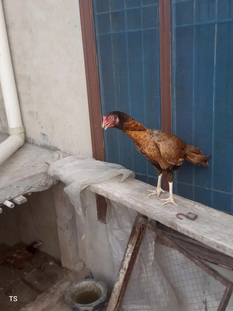 Aseel hens — photo 7