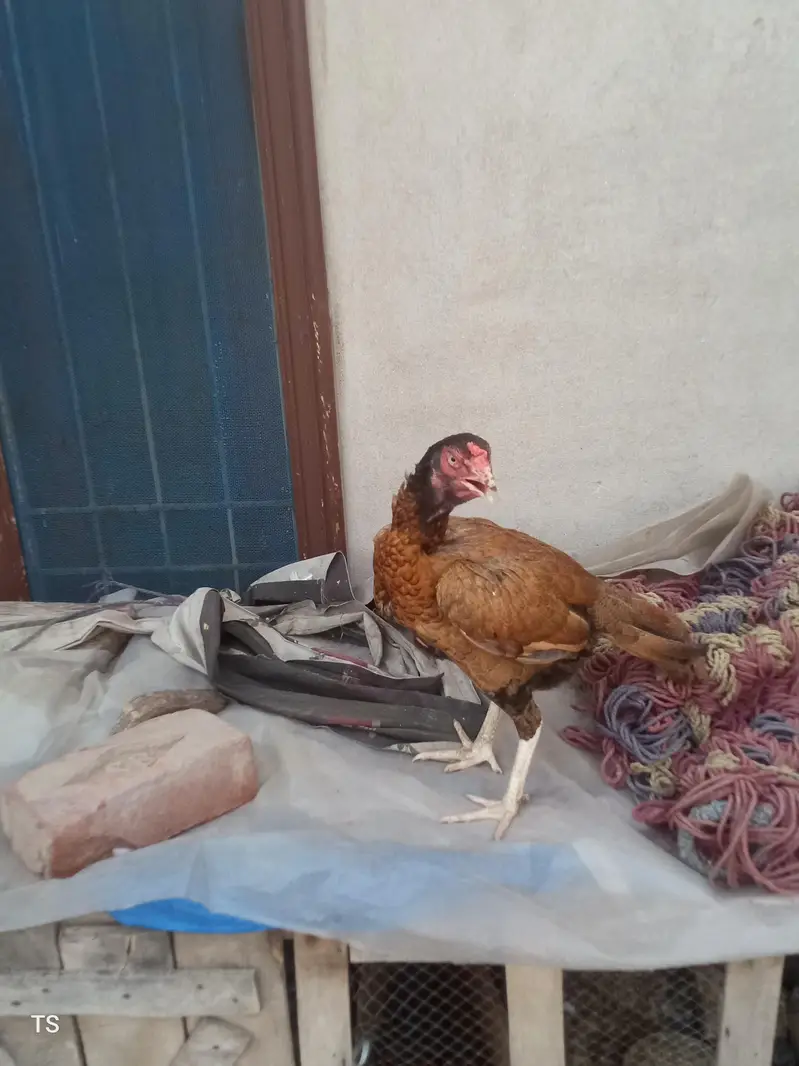 Aseel hens — photo 8