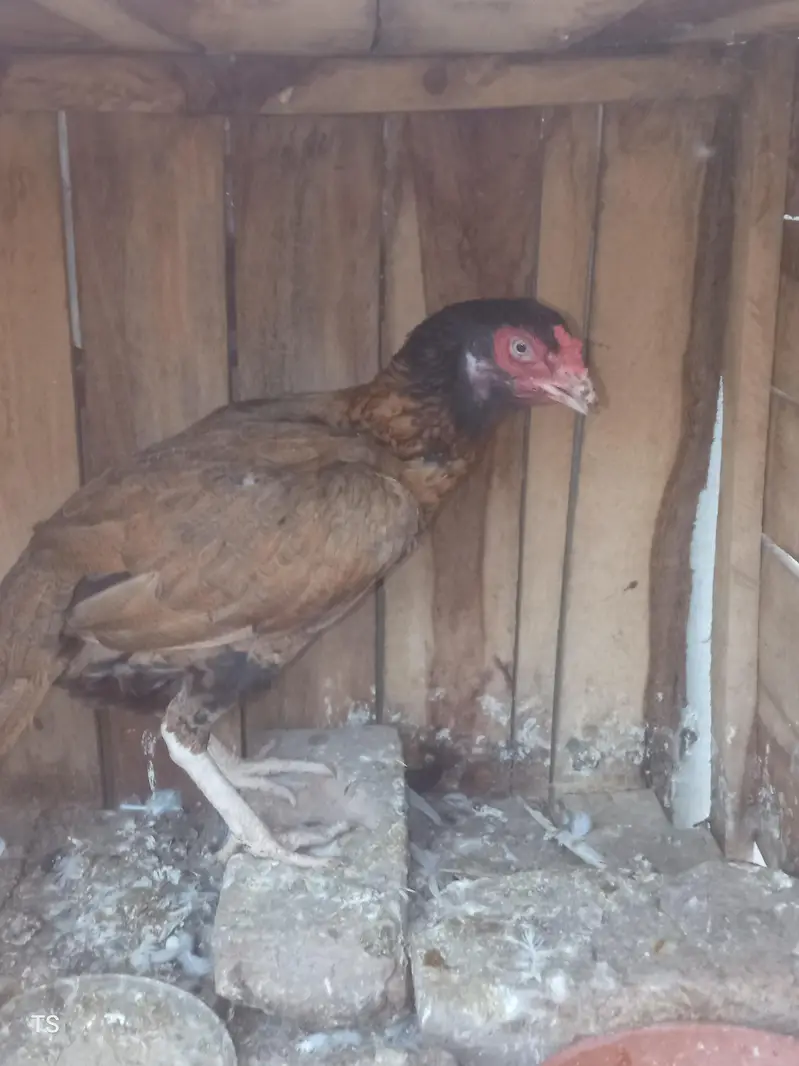 Aseel hens — photo 9