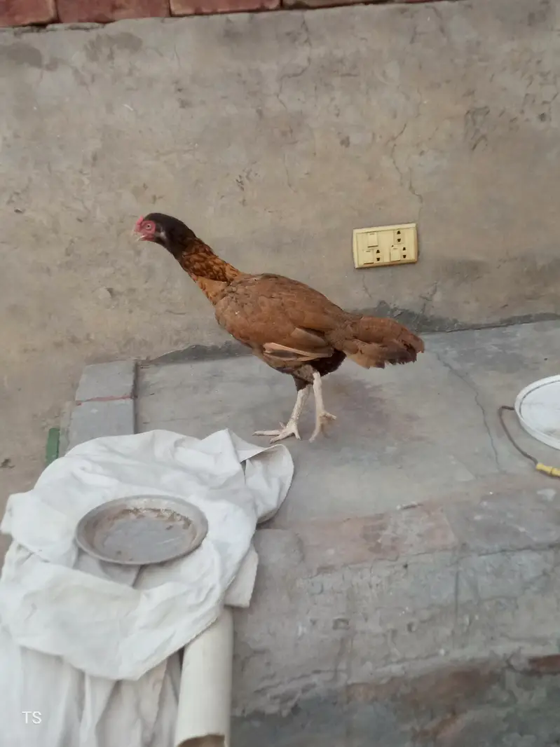Aseel hens — photo 10