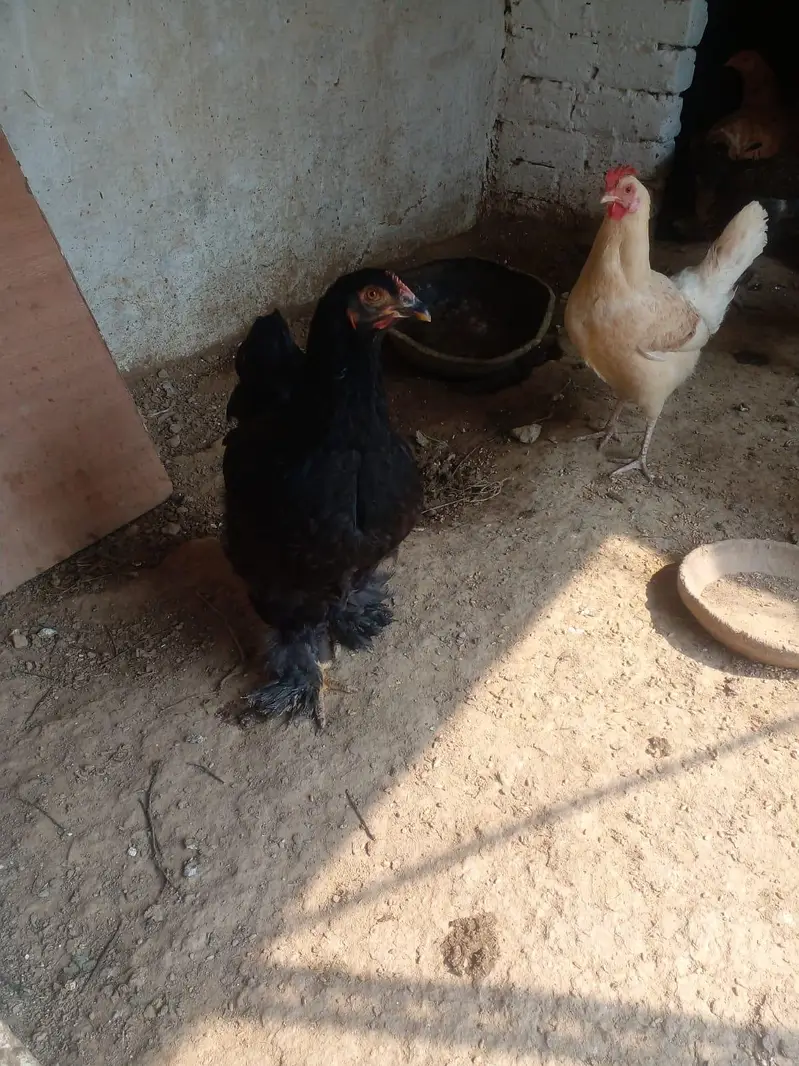 black heavy buff — photo 2