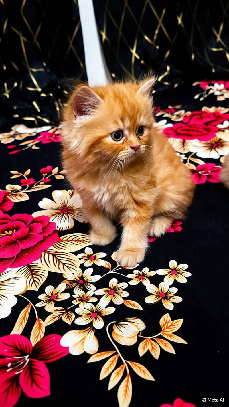 Persian kitten's 0