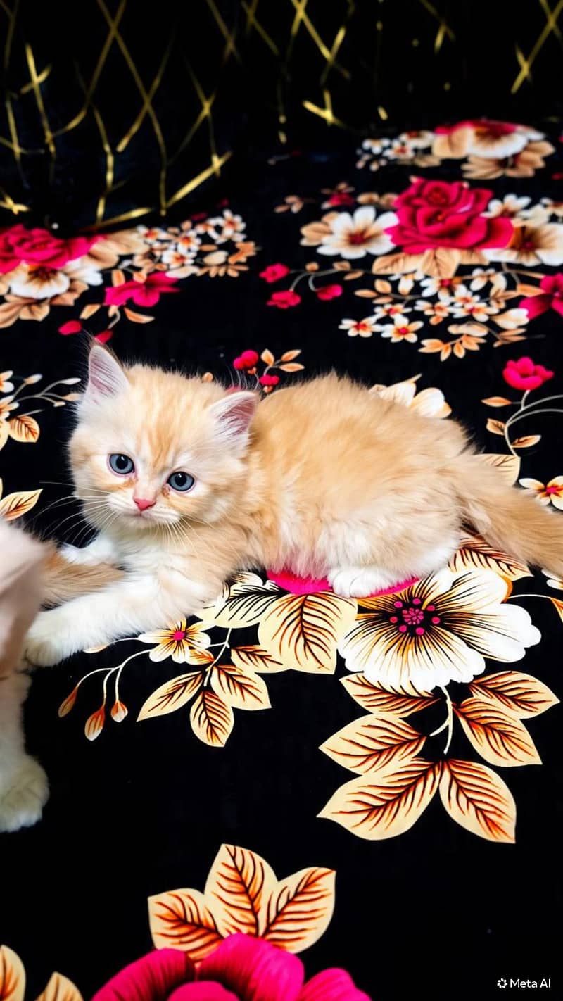 Persian kitten's 1