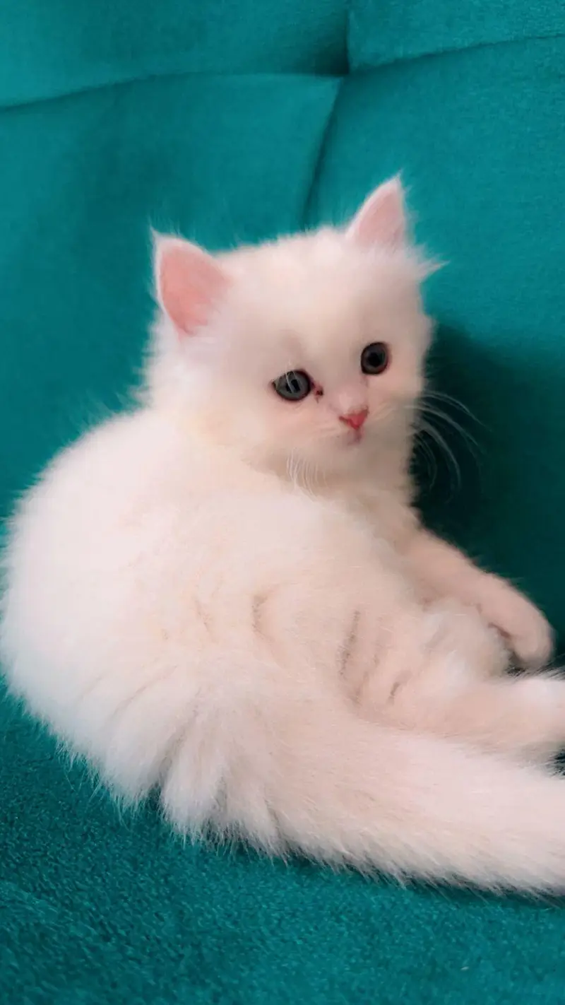 Persian panch face cat and kitten ariant for sale — photo 2