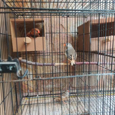 mutation finches for sale