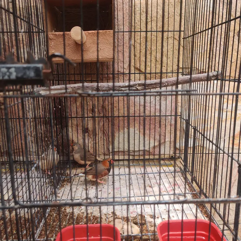 mutation finches for sale — photo 2