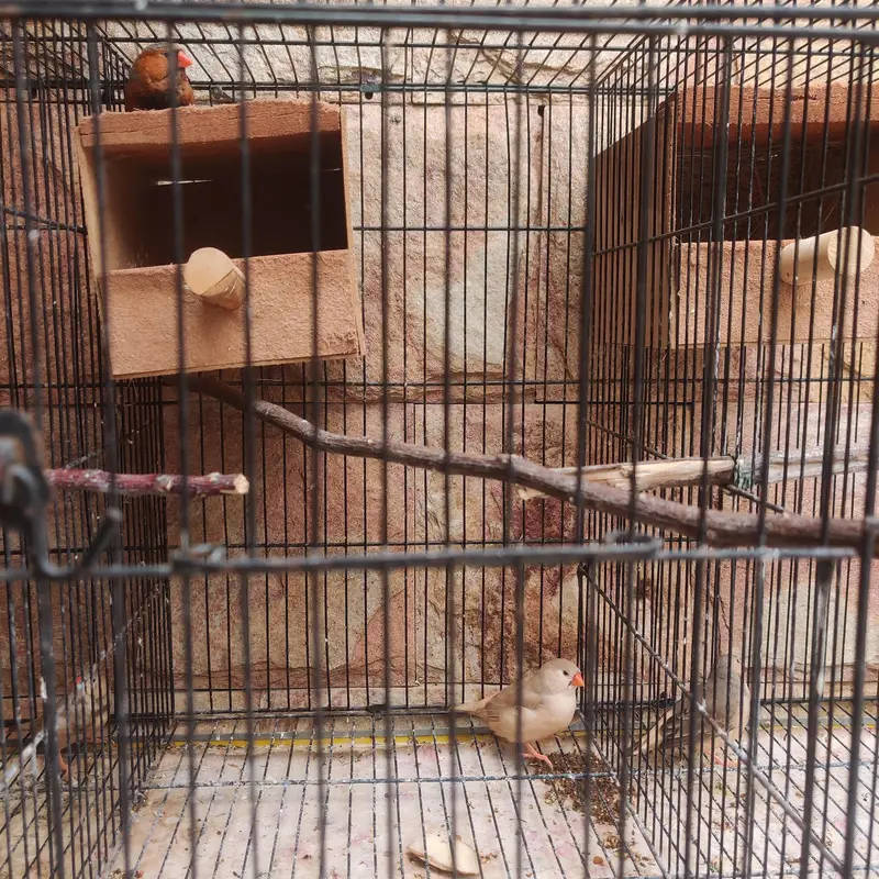 mutation finches for sale — photo 3