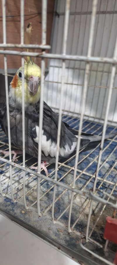 cockatiel male