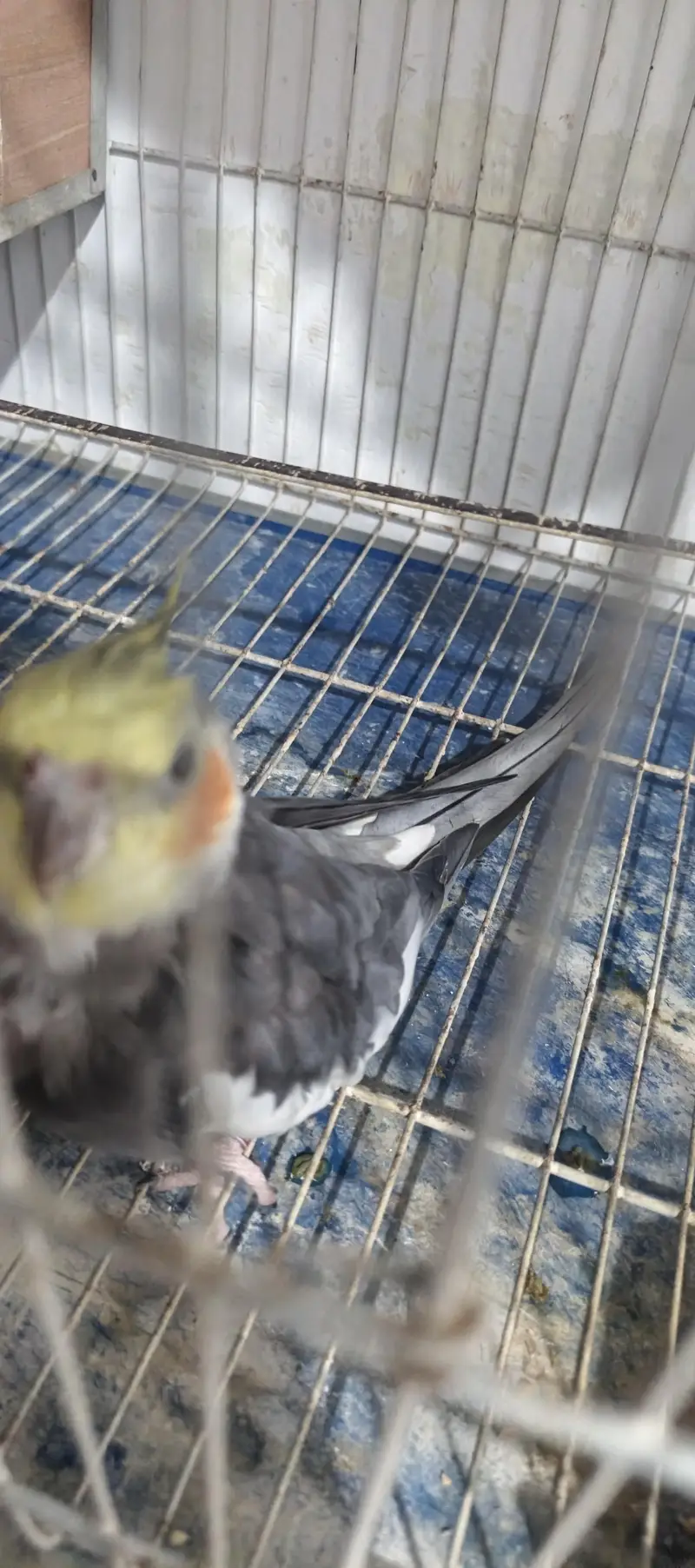 cockatiel male — photo 2