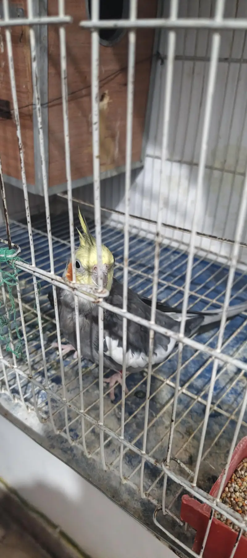 cockatiel male — photo 3