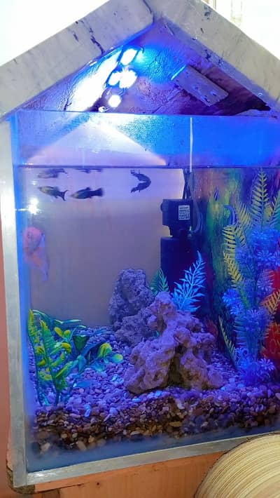 Fish aquarium with fish